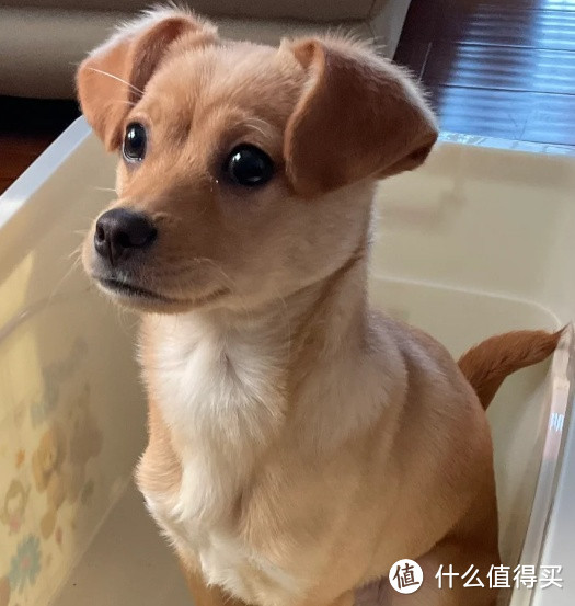 为什么不建议打工人随便养狗？