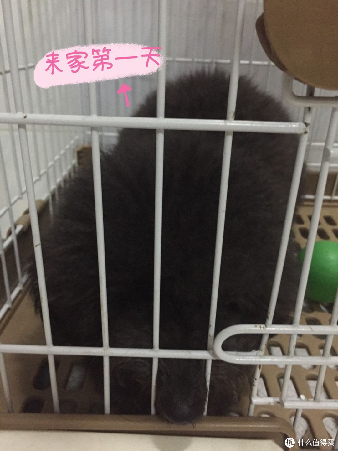 新手养狗丨第一次养狗是什么心情？